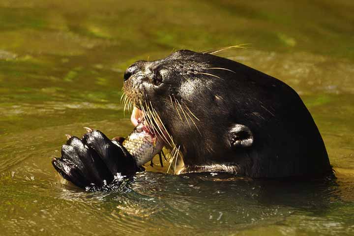 Como predador de topo na cadeia alimentar, sua dieta é carnívora, baseada principalmente em peixes, mas também pode incluir crustáceos e moluscos. 