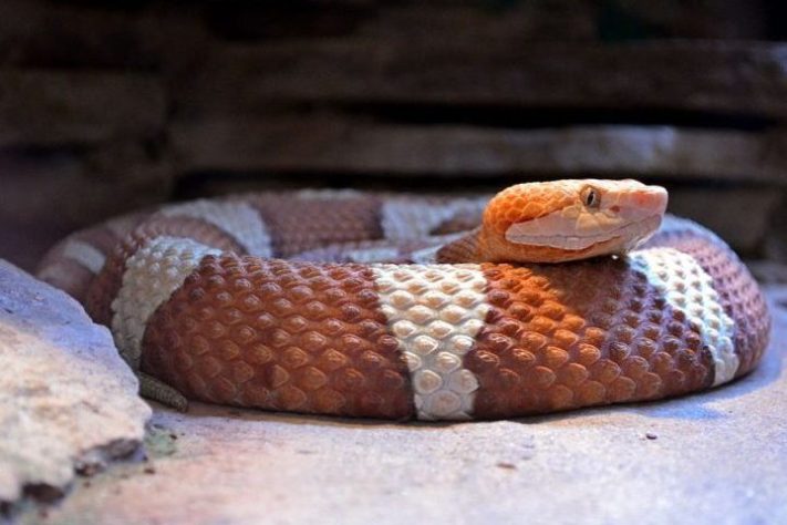 Cobra cabeça-de-cobre - Wikimedia Commons/Selbymay