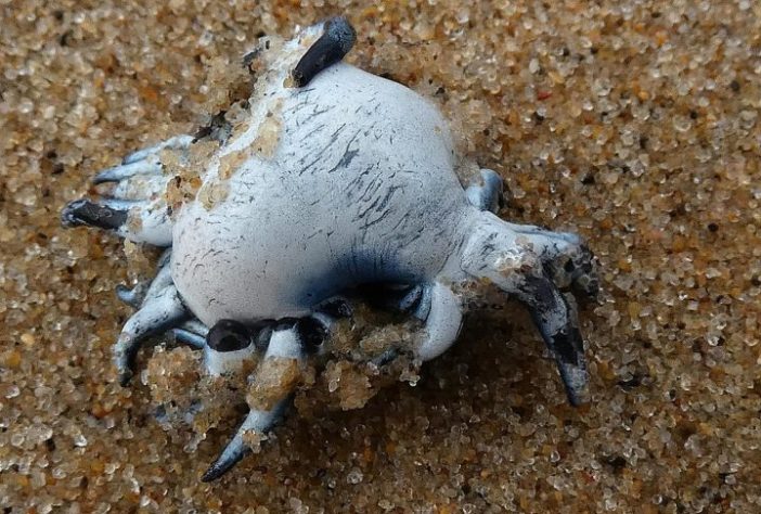 Lesma-do-mar (dragão-azul) - iNaturalist/Ronald Flipphi