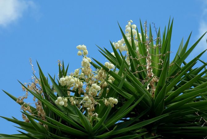 Jardins autossuficientes: Descubra plantas que não precisam de poda frequente