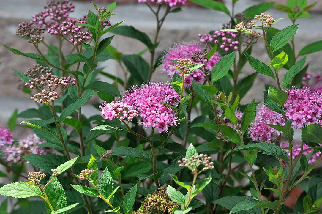 Uma das espécies, Spiraea japonica, é originária do Japão e da China, crescendo bem em solo alcalino, sob sol pleno ou meia-sombra .
