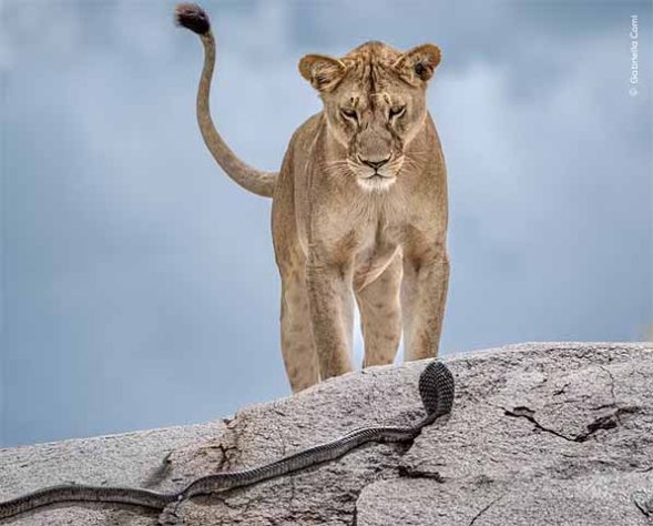 Fotos finalistas do 'Wildlife Photographer of the Year'