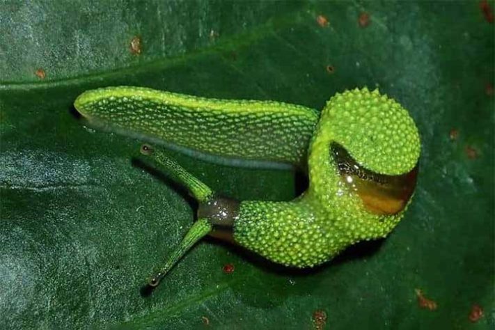 Lesma ninja de Bornéu: Uma nova espécie de lesma de cauda longa foi descoberta nas montanhas de Bornéu - Tubarão com pele laranja surpreende cientistas na Costa Rica - Reprodução do Facebook Suko Podre