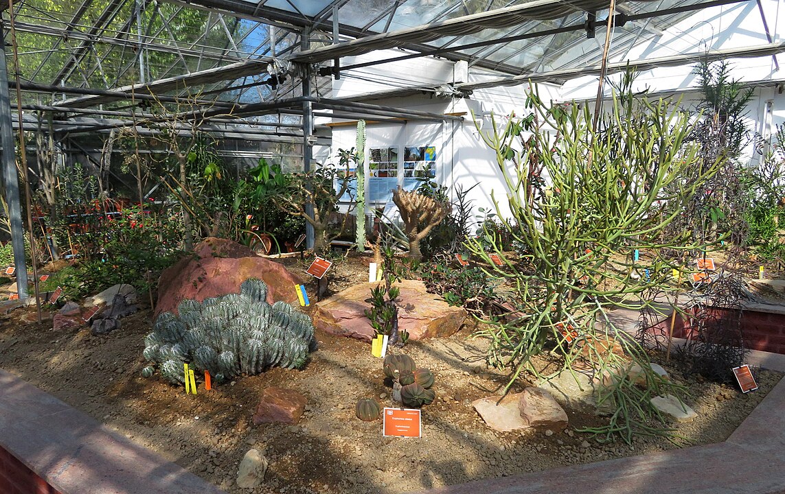 Jardins autossuficientes: Descubra plantas que não precisam de poda frequente