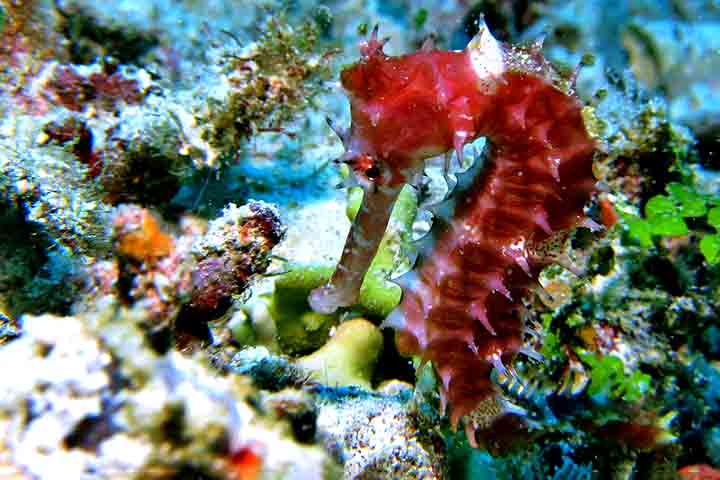 O cavalo-marinho pode ser encontrado em águas tropicais e temperadas de todo o mundo, inclusive na costa brasileira. 
-Imagem de Monica Volpin por Pixabay