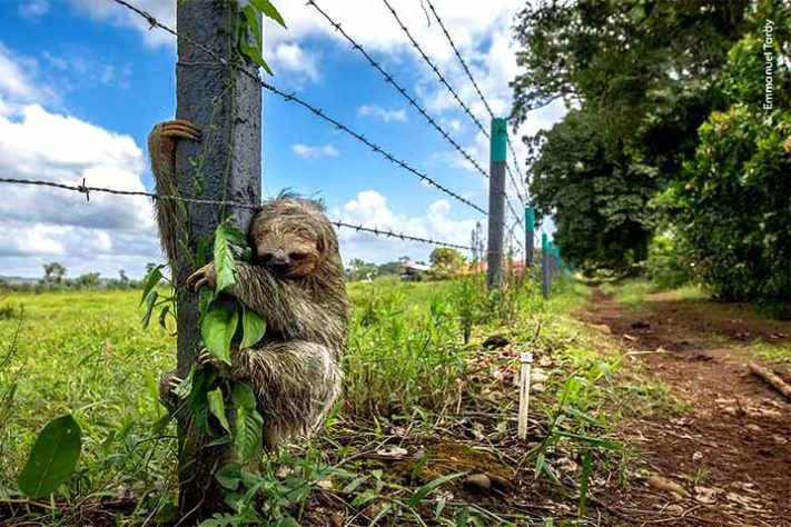 Fotos finalistas do 'Wildlife Photographer of the Year'