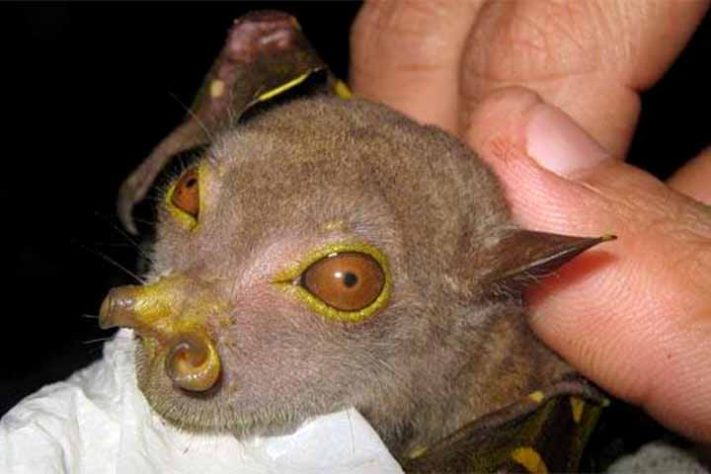 Morcego-nariz-de-tubo: Esse morcego documentado como nova espécie após expedições à Papua-Nova Guiné - Tubarão com pele laranja surpreende cientistas na Costa Rica - Reprodução do Facebook Notícias animais