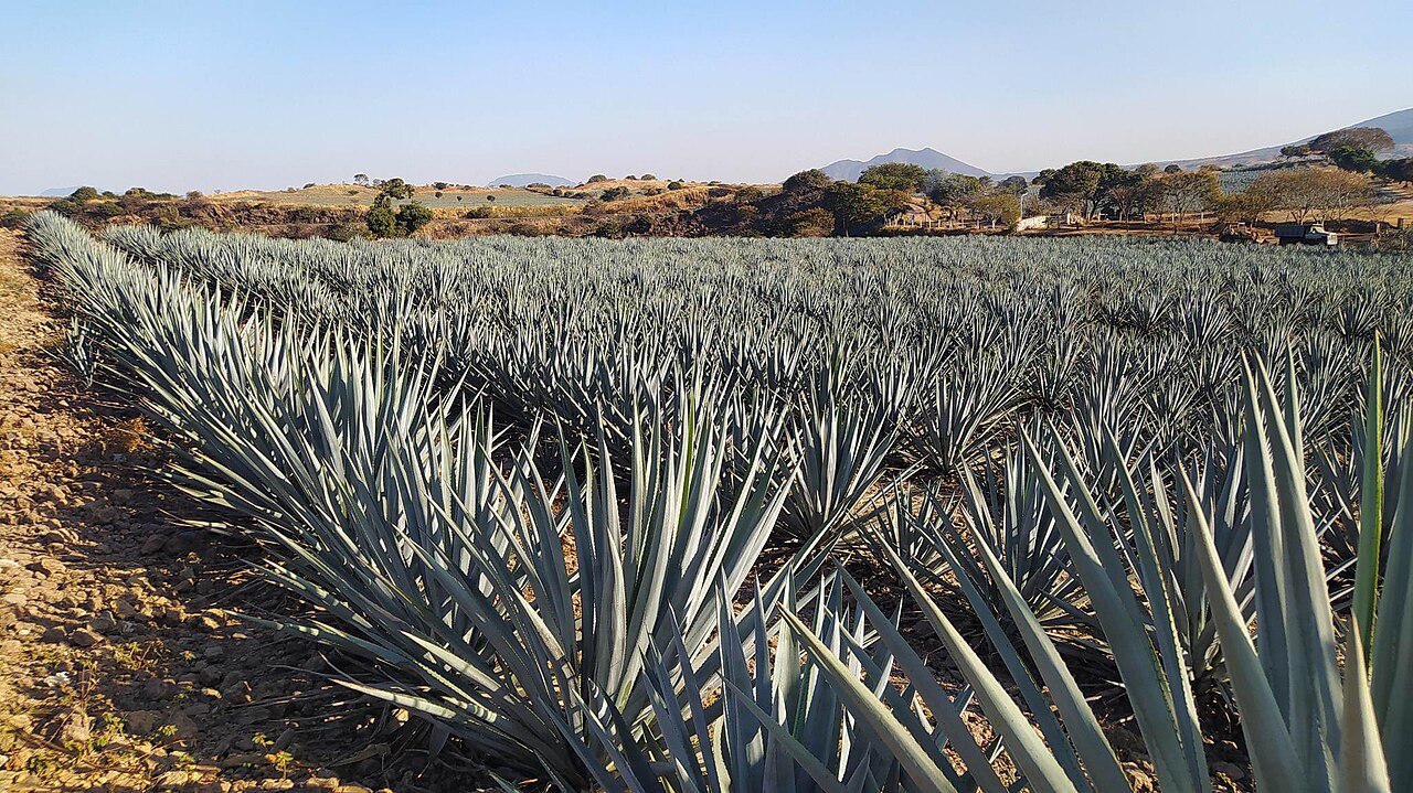 O preparo começa com o cultivo do agave, que leva de 7 a 10 anos para amadurecer antes de ser colhido pelos jimadores.