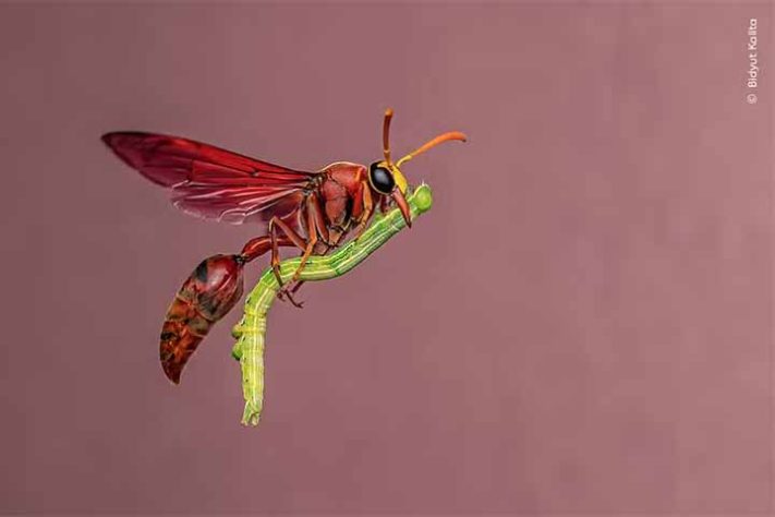Fotos finalistas do 'Wildlife Photographer of the Year'