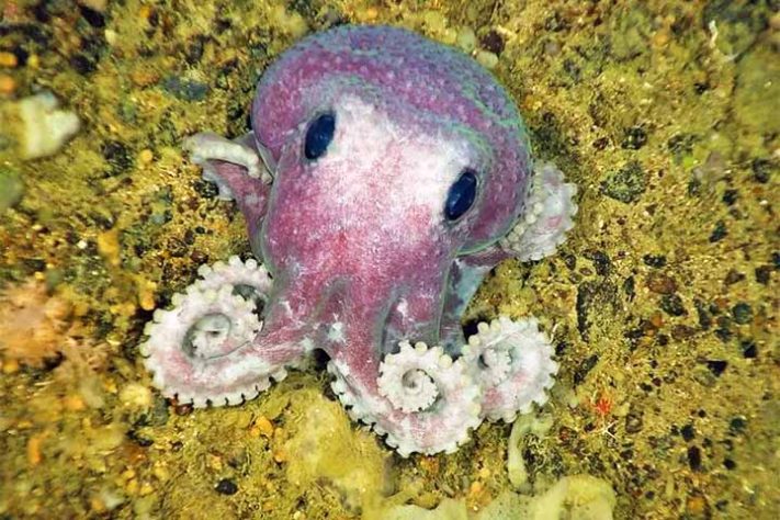 Polvo roxo: Esse polvo foi uma das 11 novas espécies descobertas - Tubarão com pele laranja surpreende cientistas na Costa Rica - Reprodução do Instituto de Oceanografía de Bedford