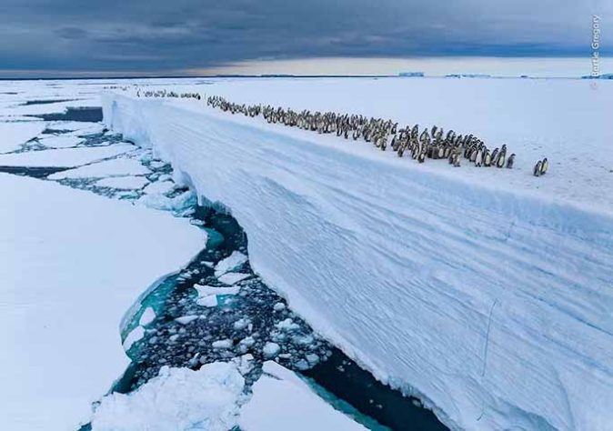 Fotos finalistas do 'Wildlife Photographer of the Year'