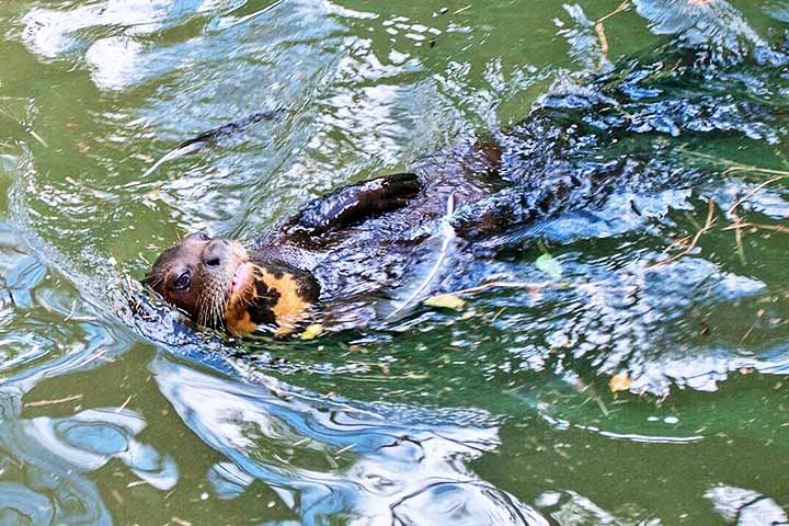 Vivem em grupos familiares, possuem na região do pescoço manchas brancas com desenhos únicos, servindo como uma 