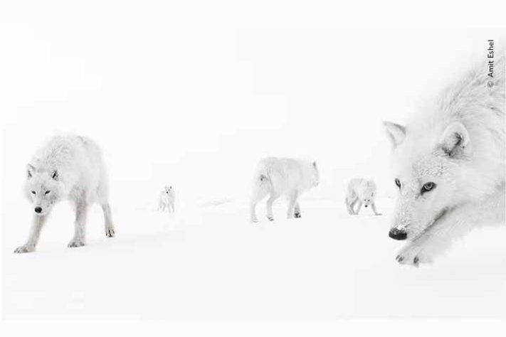 Fotos finalistas do 'Wildlife Photographer of the Year'