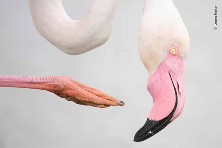 Fotos finalistas do 'Wildlife Photographer of the Year'