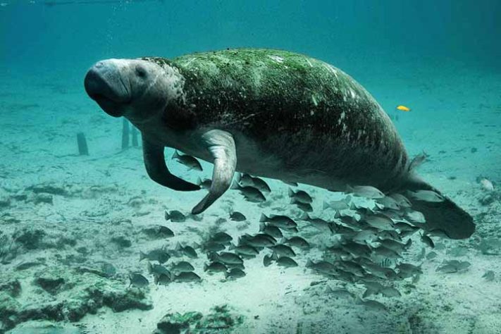 Peixe-boi: Reza a lenda que, ao chegar à costa da República Dominicana - Tubarão com pele laranja surpreende cientistas na Costa Rica - Imagem de PublicDomainImages por Pixabay