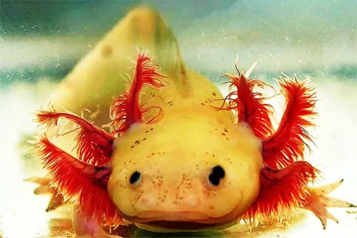 Axolote ou axolote mexicano: Endêmica de um local próximo à Cidade do México, - Tubarão com pele laranja surpreende cientistas na Costa Rica - Reprodução de vídeo G1
