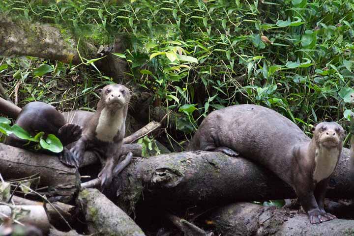 Sendo assim, os filhotes permanecem no grupo familiar e aprendem a caçar com os pais, que os ajudam na criação. 