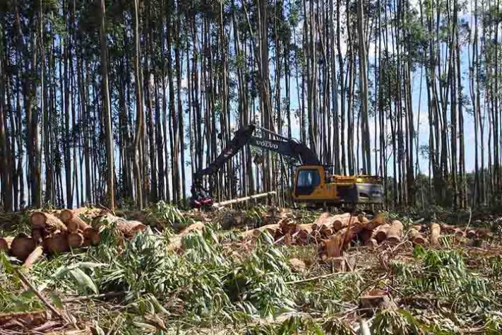 Maior fábrica de celulose do mundo