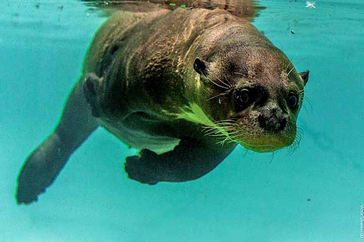 O projeto precisou de uma logística complexa, acordos internacionais e manuseio especializado para reintroduzir a espécie.