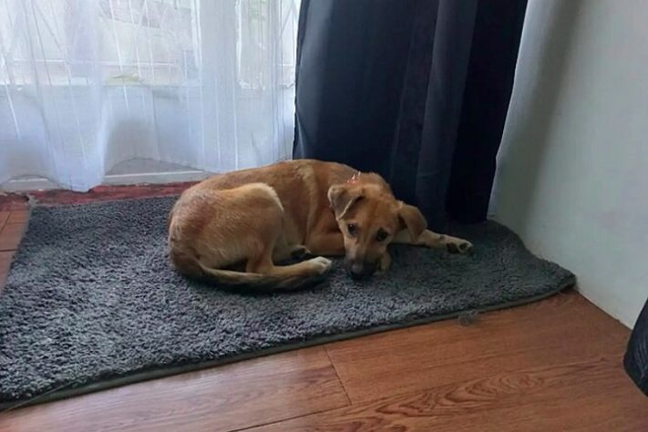 Funcionário de abrigo encontra animal abandonado e resgate emociona web - Reprodução/PAWS Mauritius