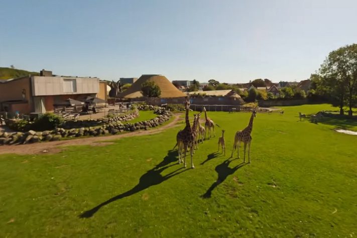 Zoológico de Aalborg, Dinamarca - Reprodução/YouTube