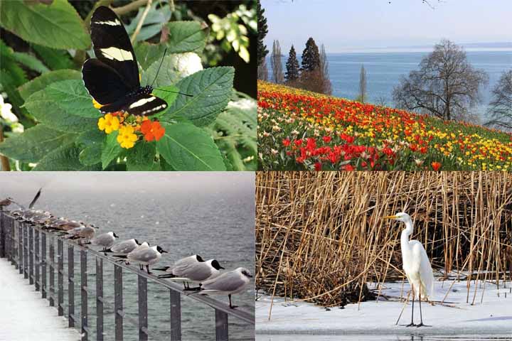 Além do turismo, o lago desempenha papel importante no transporte regional, sendo ponto de conexão entre Alemanha, Áustria e Suíça, e também na preservação ambiental, abrigando diversas espécies de fauna e flora aquáticas.