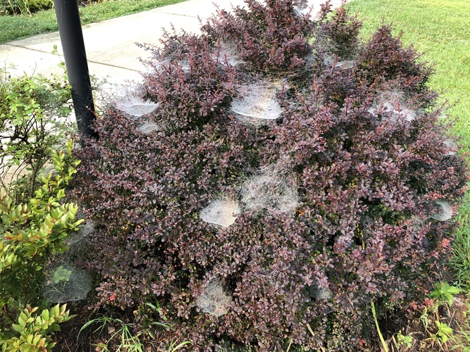 O Agracejo ‘Sunjoy Todo’ (Barberry Sunjoy Todo) é um arbusto semi-perene de porte compacto, valorizado por sua folhagem roxa intensa e pequenos frutos vermelhos que contrastam visualmente no jardim .