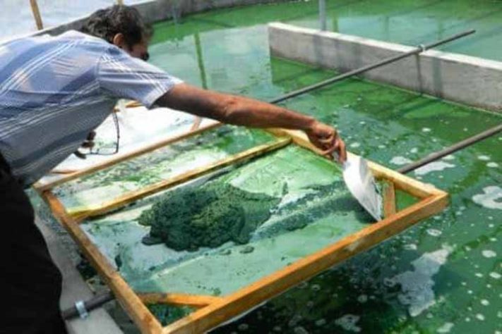 Spirulina