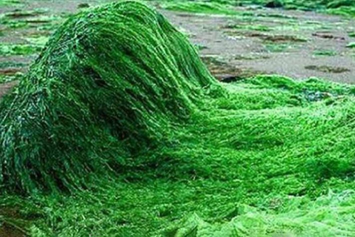 Spirulina