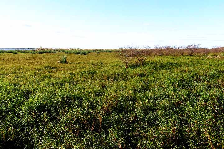 Assim, elas se espalham rapidamente, competem com espécies locais e causam prejuízos ao meio ambiente, à agricultura e à saúde humana. Conheça, a seguir, alguns exemplos de espécies invasoras em diferentes partes do mundo.
