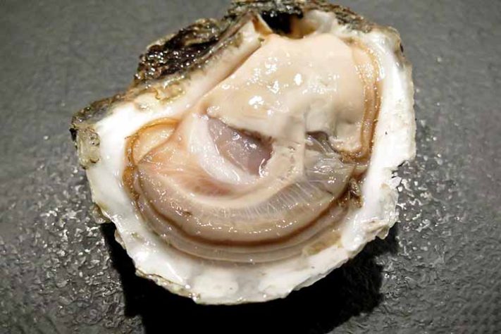 Ostras moluscos de águas marinhas ou salobras - Imagem de Mogens Petersen por Pixabay