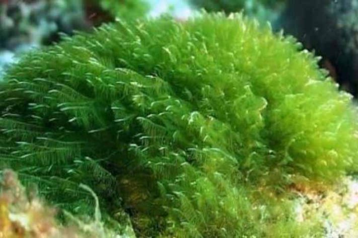 Spirulina