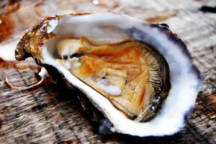 Ostras moluscos de águas marinhas ou salobras - Flickr Todd Lappin