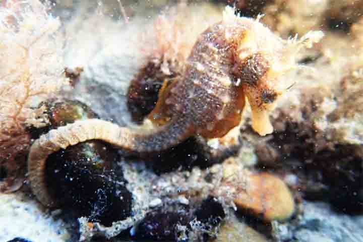 Como não possui dentes nem estômago, ele precisa se alimentar com frequência para sobreviver.
- Reprodução  Project Seahorse