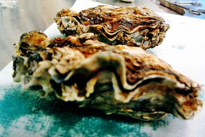 Ostras moluscos de águas marinhas ou salobras - Flickr sr320