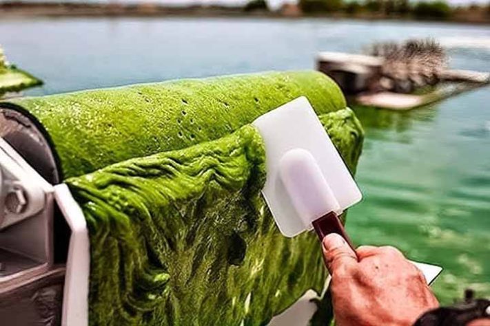 Spirulina