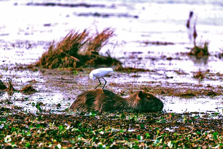 Por fim, a espécie é endêmica da América do Sul, ocorrendo na maioria dos países, incluindo Brasil, Peru, Colômbia, Venezuela, Bolívia, Equador, Guianas e Paraguai, embora tenha um histórico de redução populacional. 