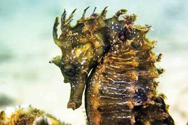Existem cerca de 45 espécies conhecidas de cavalo-marinho. Algumas têm "narizes" mais longos, outras mais curtos. Há espécies do tamanho de um grão de arroz, como o Hippocampus denise, e outras que podem chegar a 30 cm.
--Reprodução LUSA
