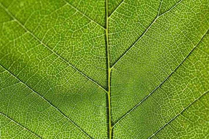Maior fábrica de celulose do mundo