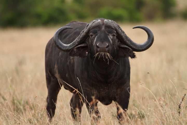 Os búfalos são grandes mamíferos bovídeos que habitam diferentes regiões do mundo, dividindo-se principalmente entre a África subsaariana, Índia e Tailândia, onde é domesticado para trabalho e produção de leite.