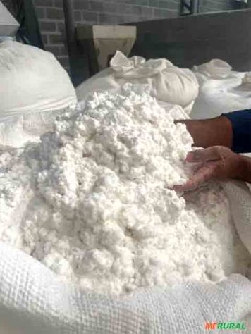 Maior fábrica de celulose do mundo