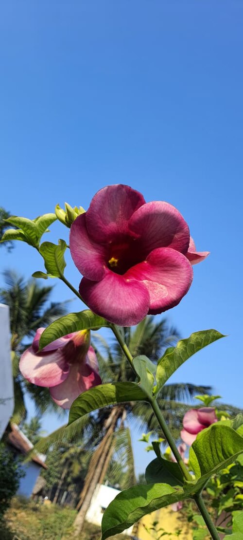 As flores mais comuns são amarelo-vivo, mas há variedades em tons de roxo, rosa e até branco-creme, com nuances e intensidades diferentes conforme o híbrido.
