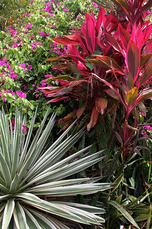Ao mesmo tempo isso valoriza a harmonia natural do ambiente. Com seleção adequada, o jardim se torna quase autossuficiente, perfeito para quem busca tempo e tranquilidade. Veja algumas plantas desse tipo.