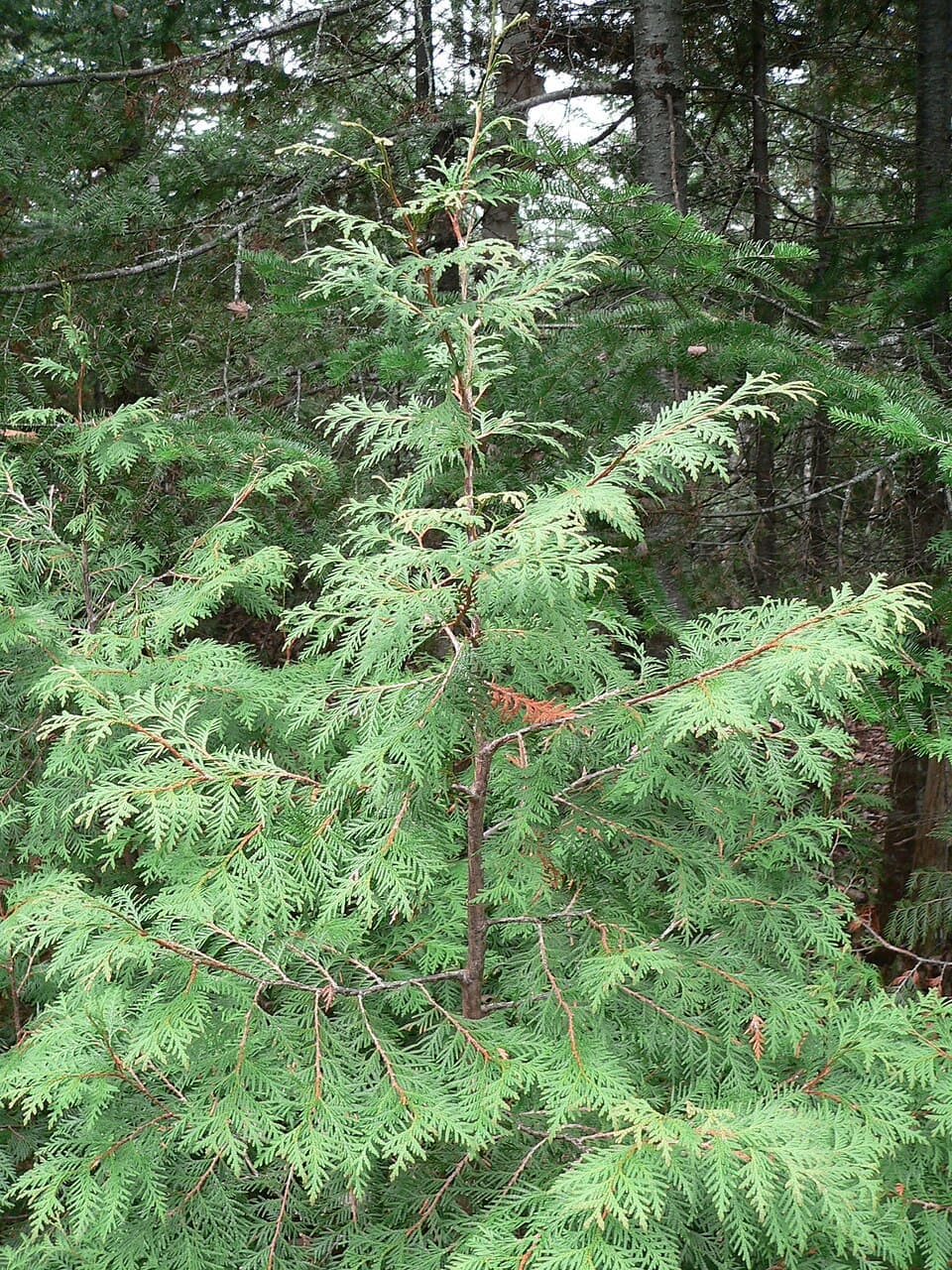 A Tuia americana, ou Thuja occidentalis, é uma conífera perene da família Cupressaceae, nativa do leste do Canadá e do norte dos Estados Unidos .