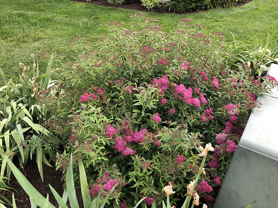 Além da flora atraente, é resistente a pragas e adapta-se bem a diferentes climas, sendo uma opção prática e ornamental para jardins com baixa manutenção.