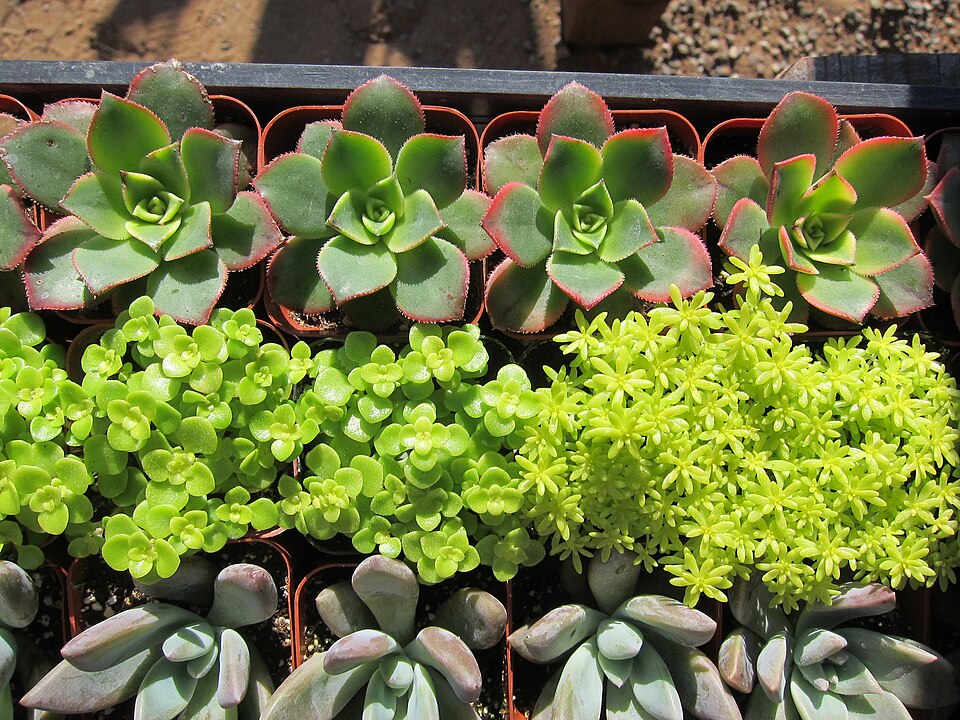 Além disso, cultivar plantas que se desenvolvem de forma organizada e resistente a pragas diminui a demanda por tratamentos e manutenção constante. 