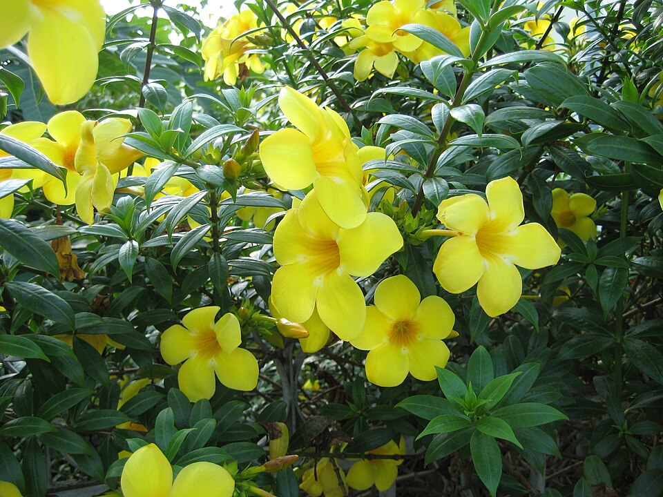 Com sua combinação de beleza, resistência e exuberância tropical, a alamanda é um dos símbolos de jardins ensolarados, unindo estética e vigor no paisagismo.