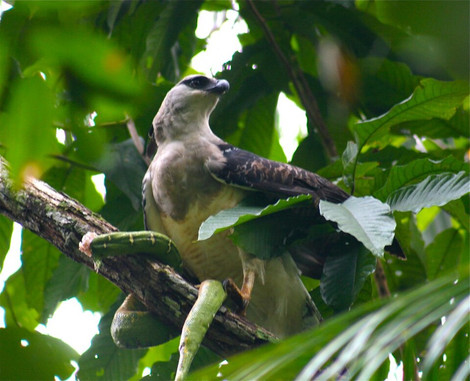 Nativo da América Latina, ocorre da Amazônia ao Cerrado e na Mata Atlântica, em florestas densas e preservadas. E está em risco de extinção