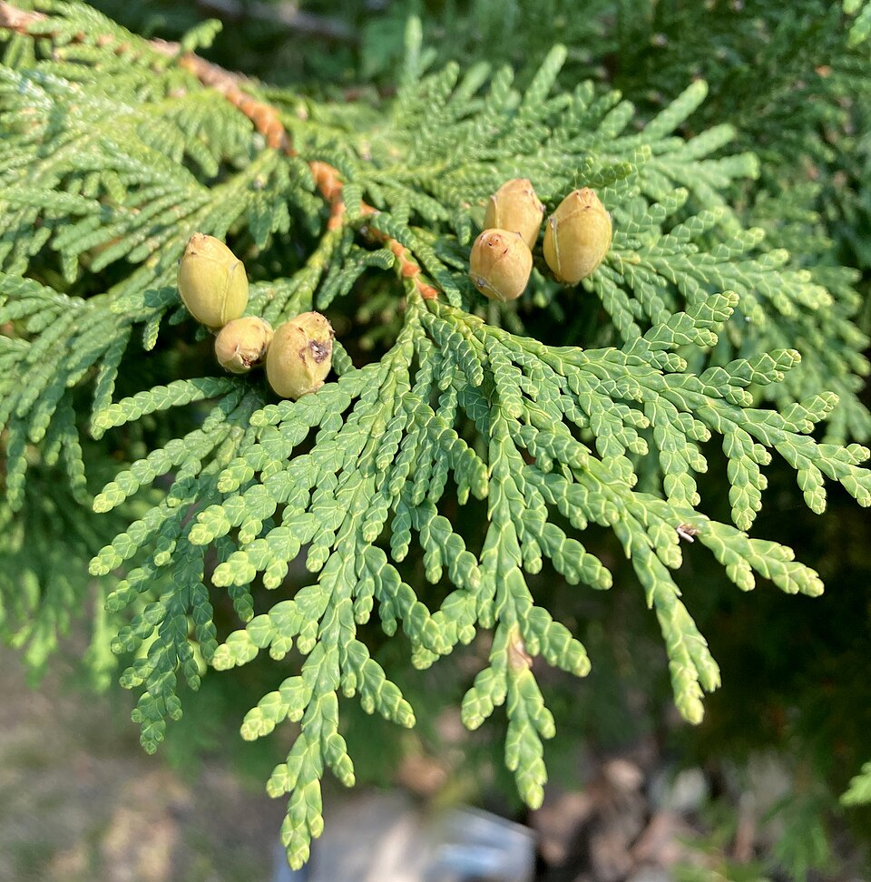 Historicamente, seu nome deriva do latino "arborvitae" (árvore da vida), e foi utilizada como remédio pelos povos indígenas e pelos exploradores europeus como fonte de vitamina?C .