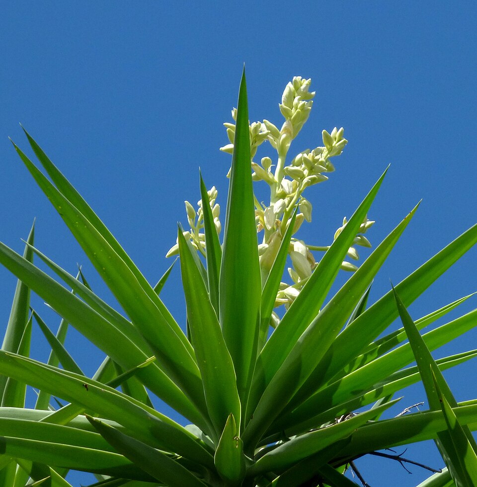 Caracterizada por folhas rÃ­gidas e pontiagudas e espiga floral marcante, a Yucca Ã© resistente Ã  seca e tolera geadas moderadas â?? qualidades que a tornam ornamentaÃ§Ã£o ideal com pouca manutenÃ§Ã£o .
